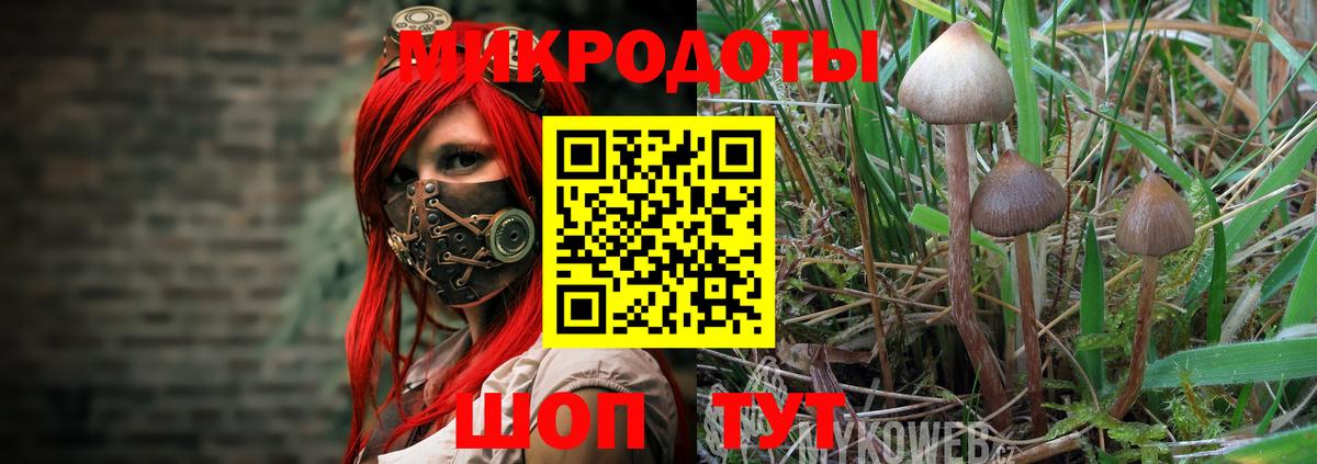 Галлюциногенные грибы Psilocybe  Вход с VPN  Псилоцибиновые грибы мицелий  Кириши 